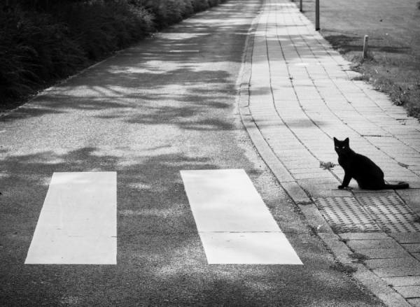 Photograph Jean-paul Opperman  Waiting At The Zebra Crossing on One Eyeland